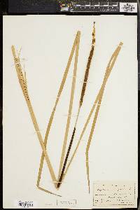 Typha angustifolia image