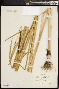 Typha angustifolia image