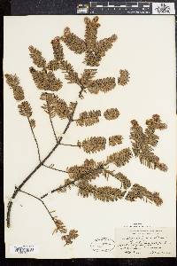 Abies balsamea image