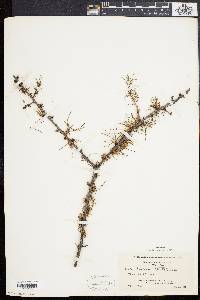 Larix laricina image