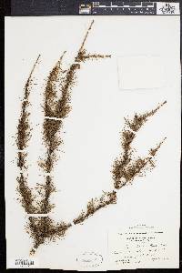 Larix laricina image