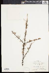 Larix laricina image