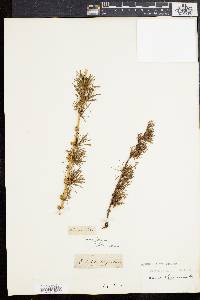 Larix laricina image