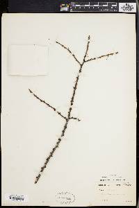 Larix laricina image