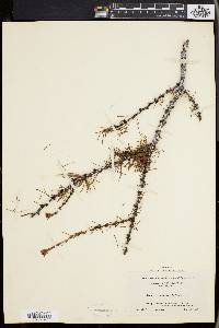 Larix laricina image