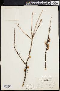 Larix laricina image