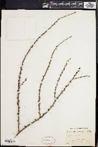 Larix laricina image