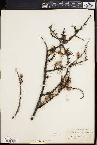 Larix laricina image