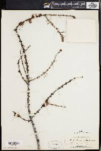 Larix laricina image