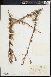 Larix laricina image