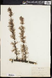 Larix laricina image