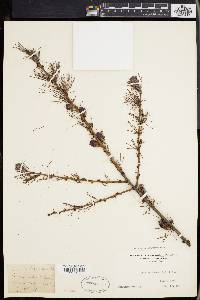 Larix laricina image