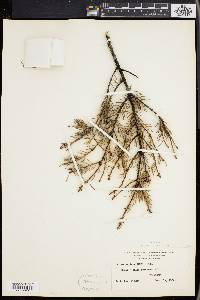 Picea mariana image