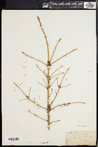 Picea mariana image