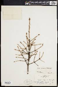 Picea mariana image