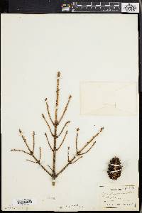 Picea mariana image