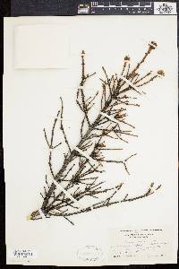 Picea rubens image