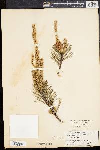 Pinus banksiana image