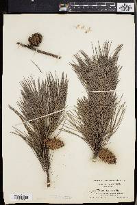 Pinus echinata image