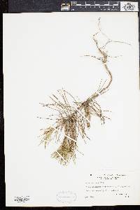 Pinus echinata image