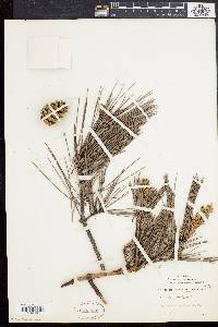Pinus echinata image