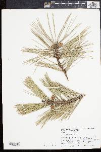 Pinus echinata image