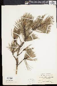 Pinus echinata image