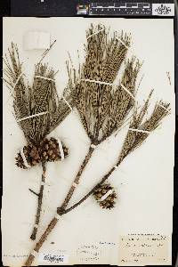 Pinus echinata image