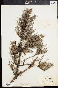 Pinus echinata image