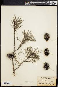 Pinus echinata image