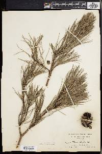 Pinus echinata image