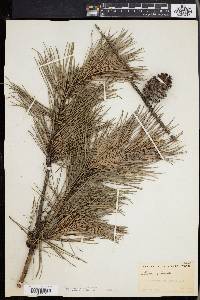 Pinus echinata image