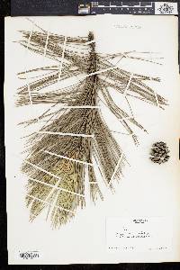 Pinus nigra image