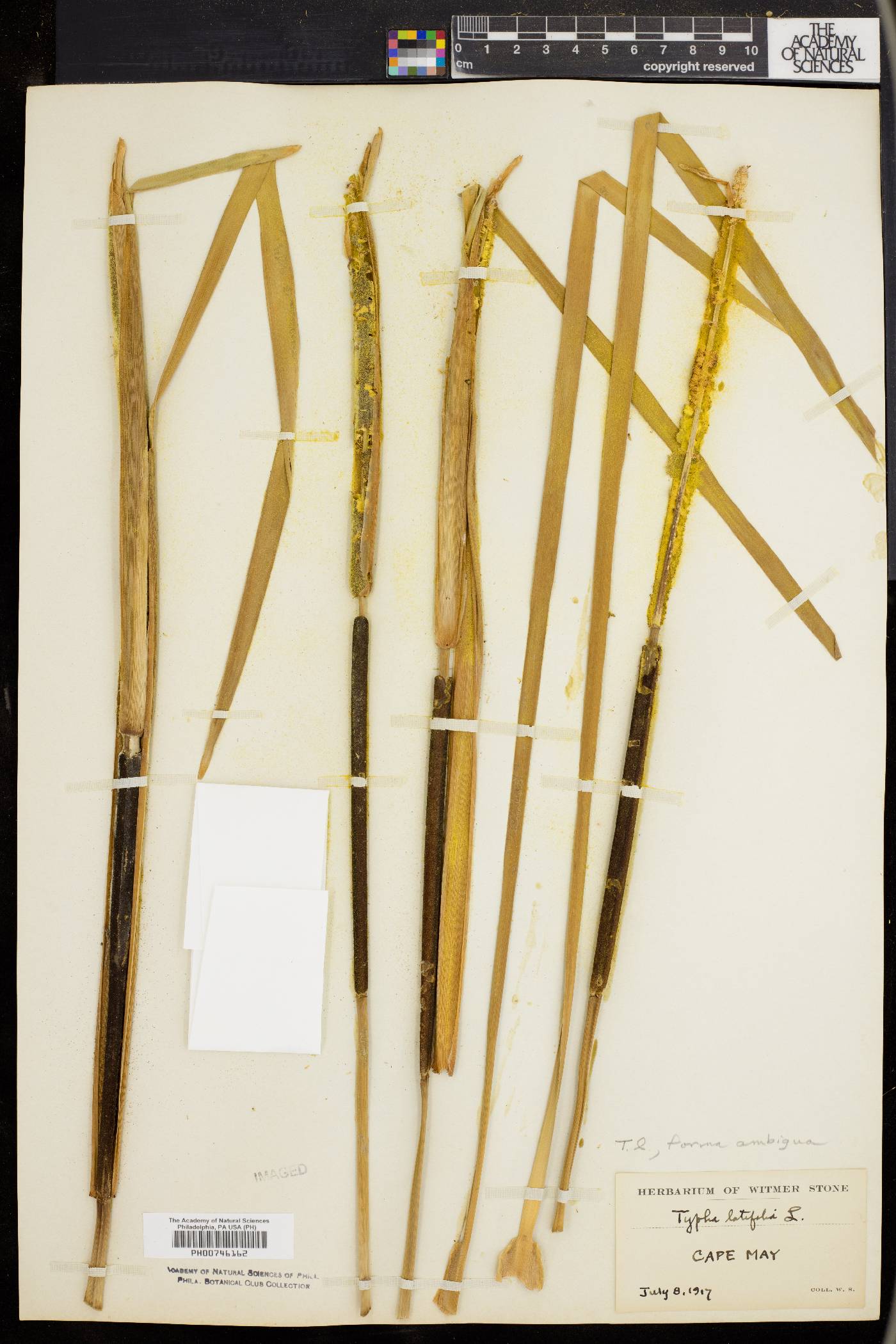 Typha latifolia var. ambigua image