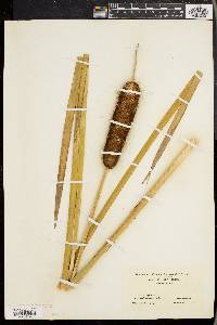 Typha latifolia var. ambigua image