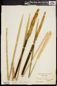 Typha latifolia var. ambigua image