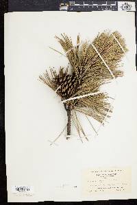 Pinus rigida image