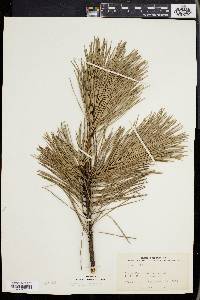 Pinus rigida image