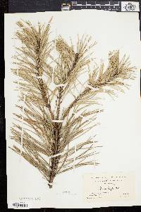 Pinus rigida image