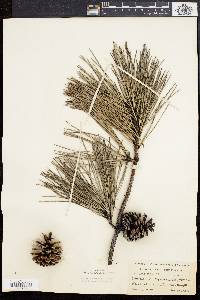 Pinus rigida image