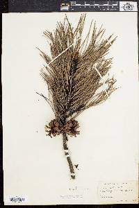 Pinus rigida image