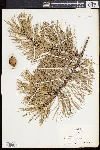 Pinus rigida image