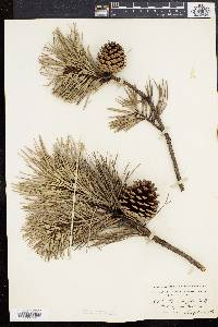 Pinus rigida image