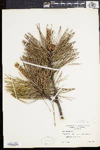 Pinus rigida image