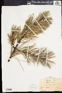 Pinus rigida image