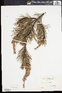 Pinus rigida image