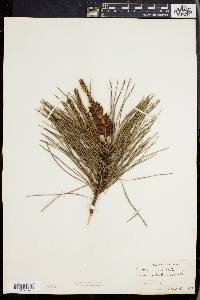 Pinus rigida image