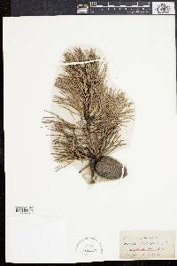 Pinus rigida image