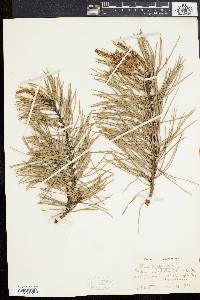 Pinus rigida image