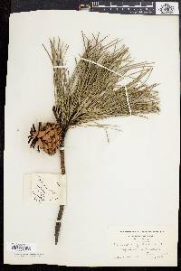 Pinus rigida image